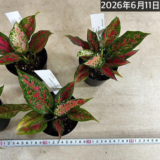 アグラオネマ アンヤマニーロングリーフ 3号硬質ポット(個体おまかせ1