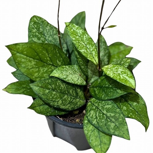 ホヤ(サクララン) クラッシペティオラータスプラッシュ 3.5号硬質