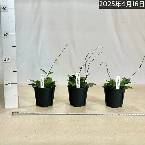 ホヤ(サクララン) クラッシペティオラータスプラッシュ 3.5号硬質