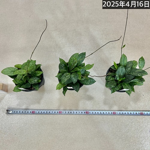 ホヤ(サクララン) クラッシペティオラータスプラッシュ 3.5号硬質