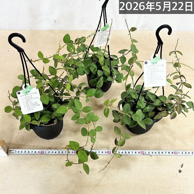 ホヤ ヌンムラリオイデス 4号吊り鉢(個体おまかせ1鉢)｜芳樹園