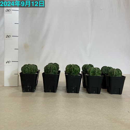 サボテン 複隆碧瑠璃鸞鳳玉(アストロフィツム) 2.5号｜芳樹園