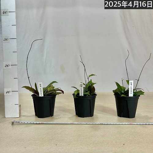 ホヤ(サクララン) エリスリナ 3.5号硬質スリット鉢｜芳樹園オンライン