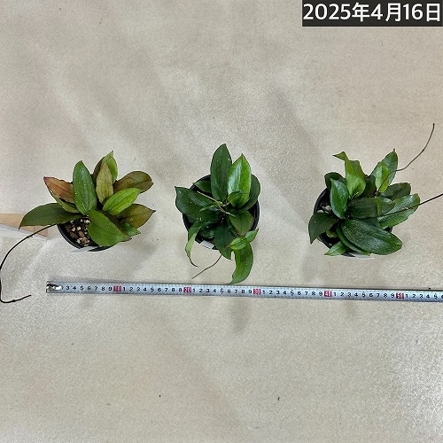 ホヤ(サクララン) エリスリナ 3.5号硬質スリット鉢｜芳樹園オンライン