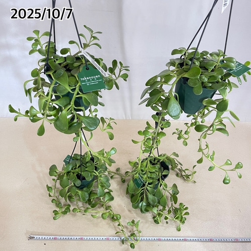 セネシオ ヤコブセニー 4.5号吊り鉢(個体おまかせ1鉢)｜芳樹園