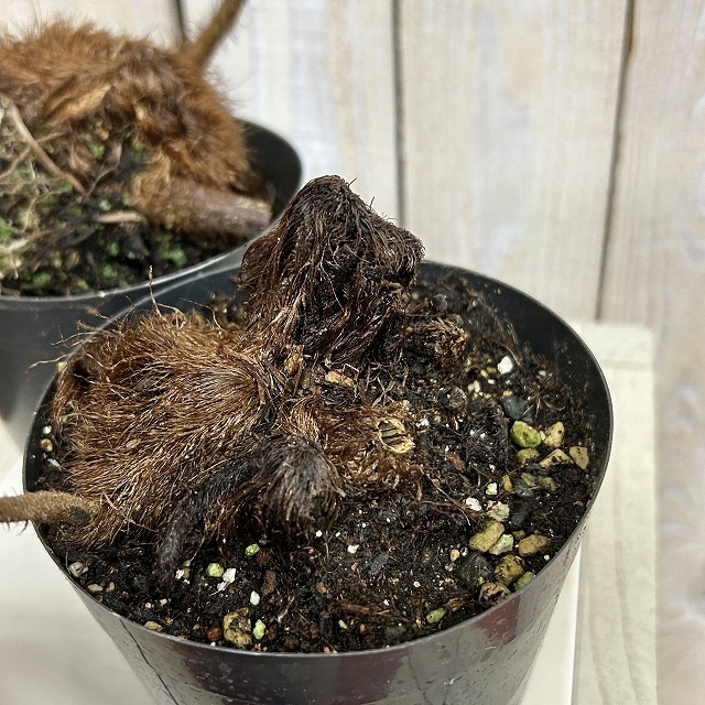 タカワラビ※説明文確認必須 4号硬質ポット(個体おまかせ1鉢)｜芳樹園