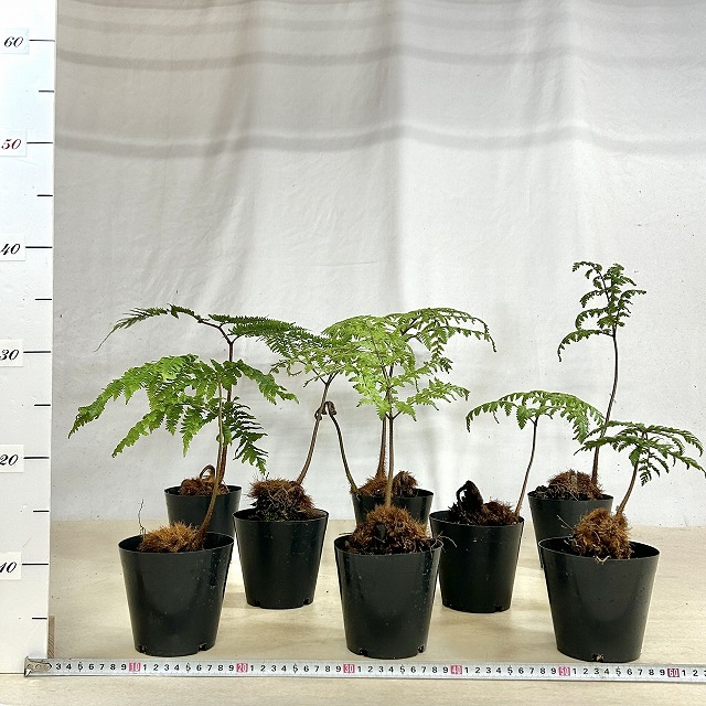 タカワラビ※説明文確認必須 4号硬質ポット(個体おまかせ1鉢)｜芳樹園