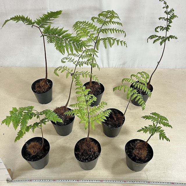 タカワラビ※説明文確認必須 4号硬質ポット(個体おまかせ1鉢)｜芳樹園