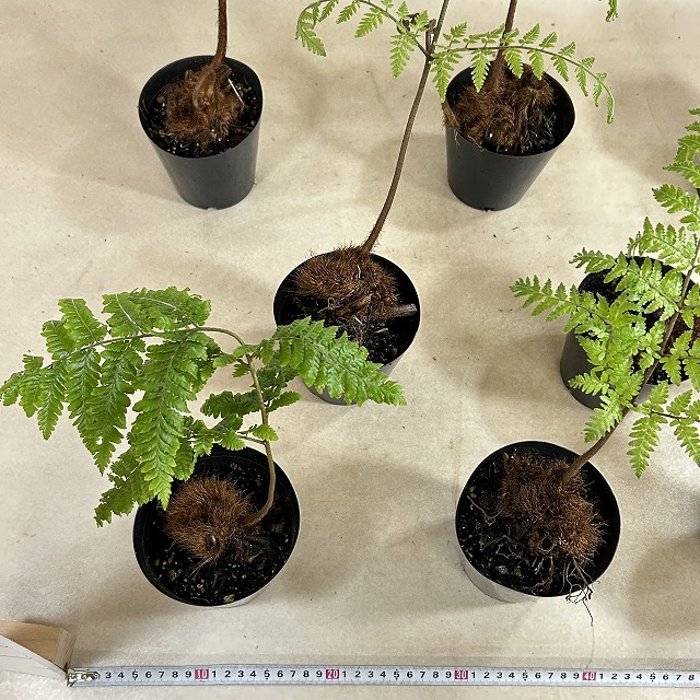 タカワラビ※説明文確認必須 4号硬質ポット(個体おまかせ1鉢)｜芳樹園
