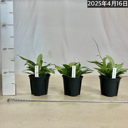 ホヤ(サクララン) ニューギニアゴースト 3.5号硬質スリット鉢｜芳樹園