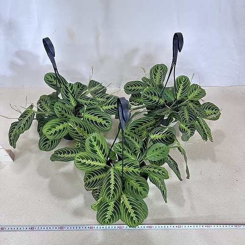 マランタ レモンライム 5号吊り黒鉢(個体おまかせ1鉢)｜芳樹園