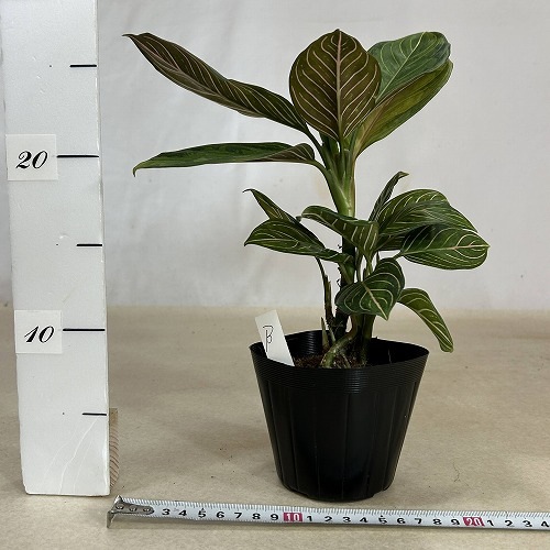 アグラオネマ　リップスティック　鉢ごと アグラオネマ リップスティック 鉢ごと