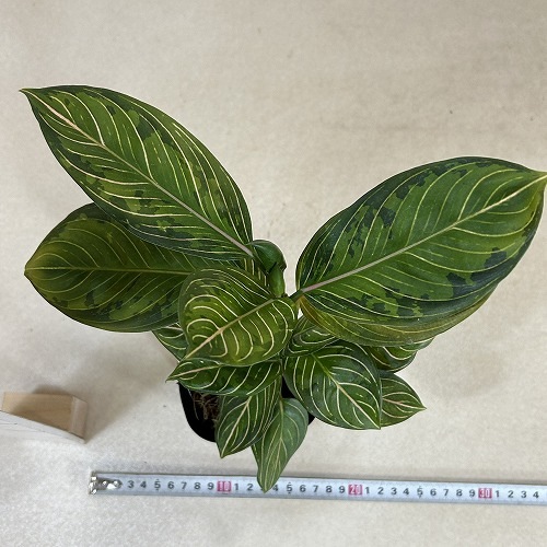 アグラオネマ ブラックリップスティック 3.5号ポット 個体B(現品