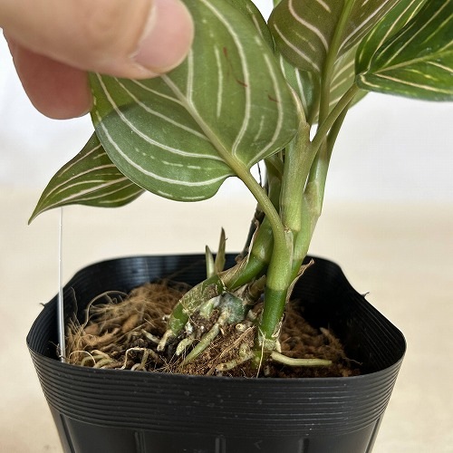 アグラオネマ ブラックリップスティック 3.5号ポット 個体B(現品