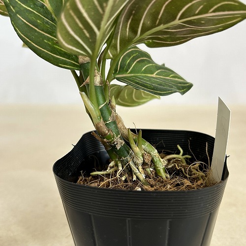 アグラオネマ ブラックリップスティック 3.5号ポット 個体B(現品