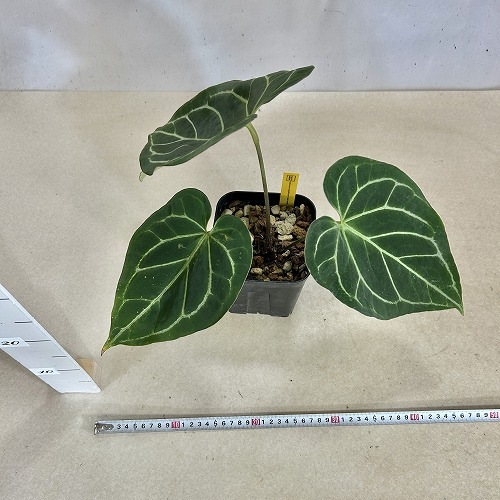 アンスリウム ブラックベルベット×マグニフィカム 5号角鉢｜芳樹園