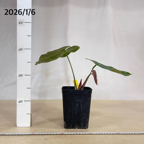 アンスリウム ブラックベルベット×マグニフィカム 5号角鉢(現品