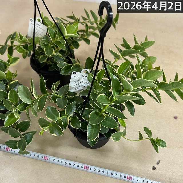 クミン様専用です】ホヤ クローニアナシルバー 【限定1鉢】 ホヤ