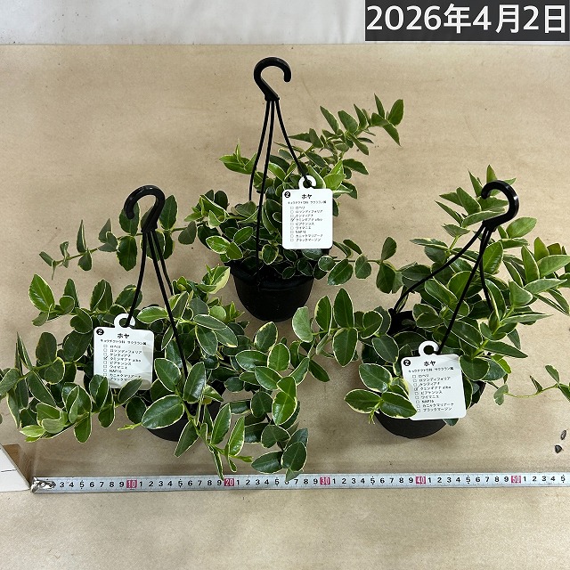 ホヤ クミンギアナ アルボ 4号吊り鉢(個体おまかせ1鉢)｜芳樹園