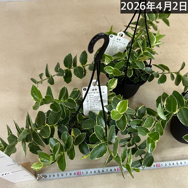 ホヤ クミンギアナ アルボ 4号吊り鉢(個体おまかせ1鉢)｜芳樹園