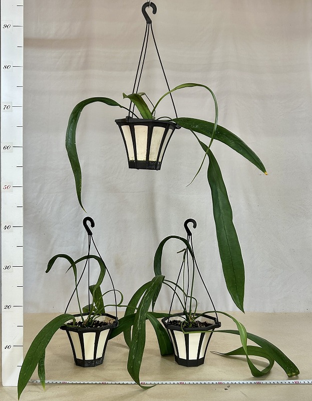 アンスリウム ビッタリフォリウム 5号吊り鉢(個体おまかせ1鉢)｜芳樹園