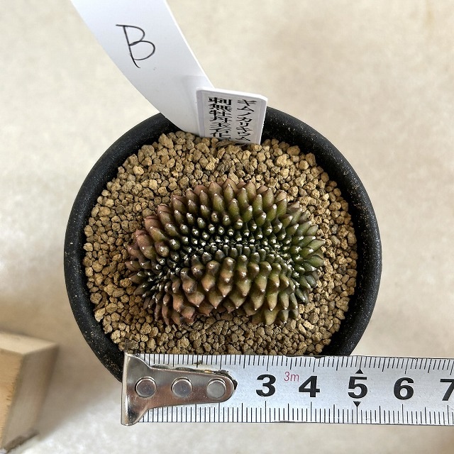 個体B】ギムノカリキウム 棘無し牡丹玉 石化 2.5号(現品)|芳樹園 個体B】ギムノカリキウム 棘無し牡丹玉 石化 2.5号(現品)|芳樹園