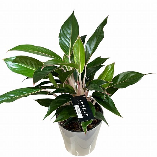 アグラオネマ エメラルド 5号｜芳樹園オンラインショップ