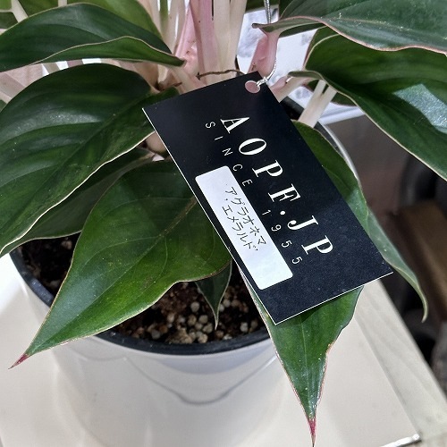 アグラオネマ エメラルド 5号｜芳樹園オンラインショップ