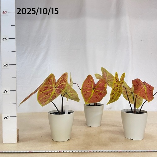 ボリューム少なめ】カラジウム ニューウェーブ 4号｜芳樹園オンライン