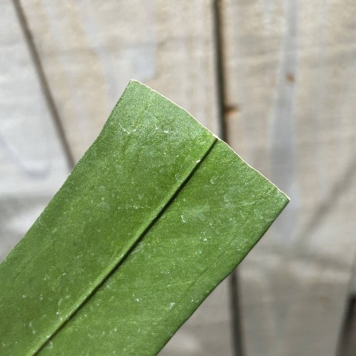 アンスリウム ビッタリフォリウム 7号吊り鉢｜芳樹園オンライン