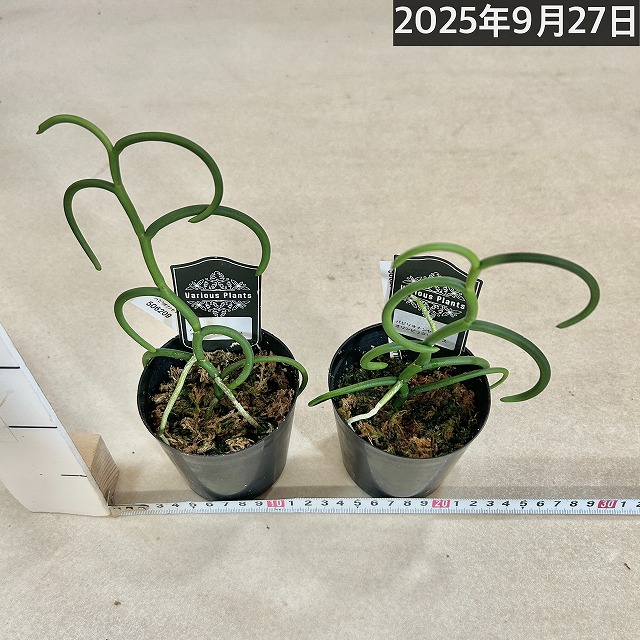 パピリオナンセ テレス オリンピックリングス 3号硬質ポット(個体