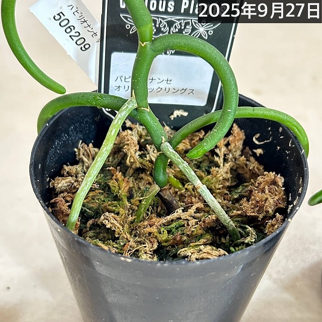 激レア⭐︎ パピリオナンセ　オリンピックリング パピリオナンセ テレス オリンピックリング【1088】 | PROTOLEAF