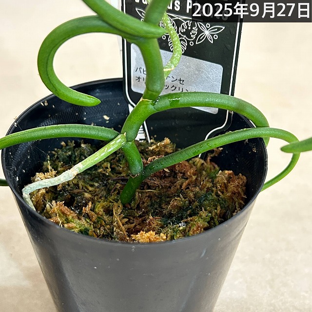 パピリオナンセ テレス オリンピックリングス 3号硬質ポット