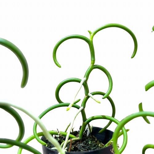 パピリオナンセ テレス オリンピックリングス 3号硬質ポット