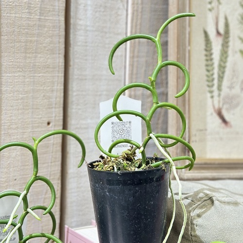 パピリオナンセ　テレス　オリンピックリングス　⑤ 洋ラン 蘭 パピリオナンセ テレス オリンピックリングス ⑤ 洋ラン 蘭