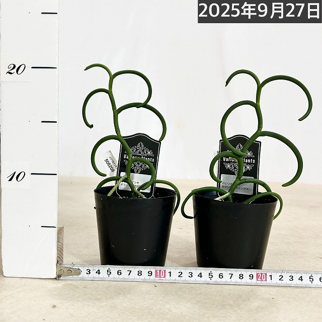 パピリオナンセ テレス オリンピックリングス 3号硬質ポット(個体