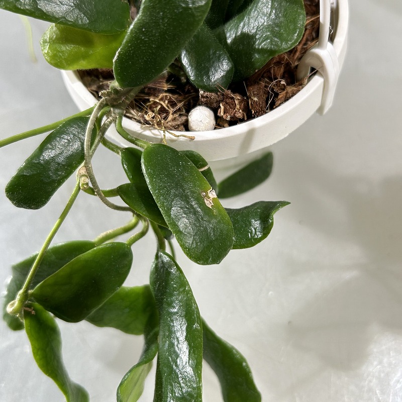 ホヤ ロツンディフォリア 3号吊り (現品)｜芳樹園オンラインショップ