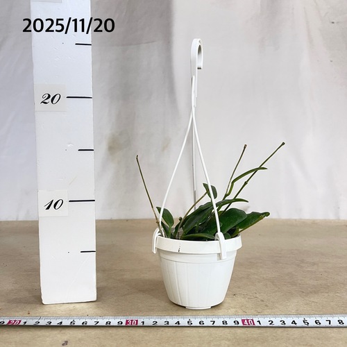 ホヤ ロツンディフォリア 3号吊り (現品)｜芳樹園オンラインショップ