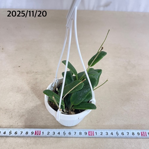 ホヤ ロツンディフォリア 3号吊り (現品)｜芳樹園オンラインショップ