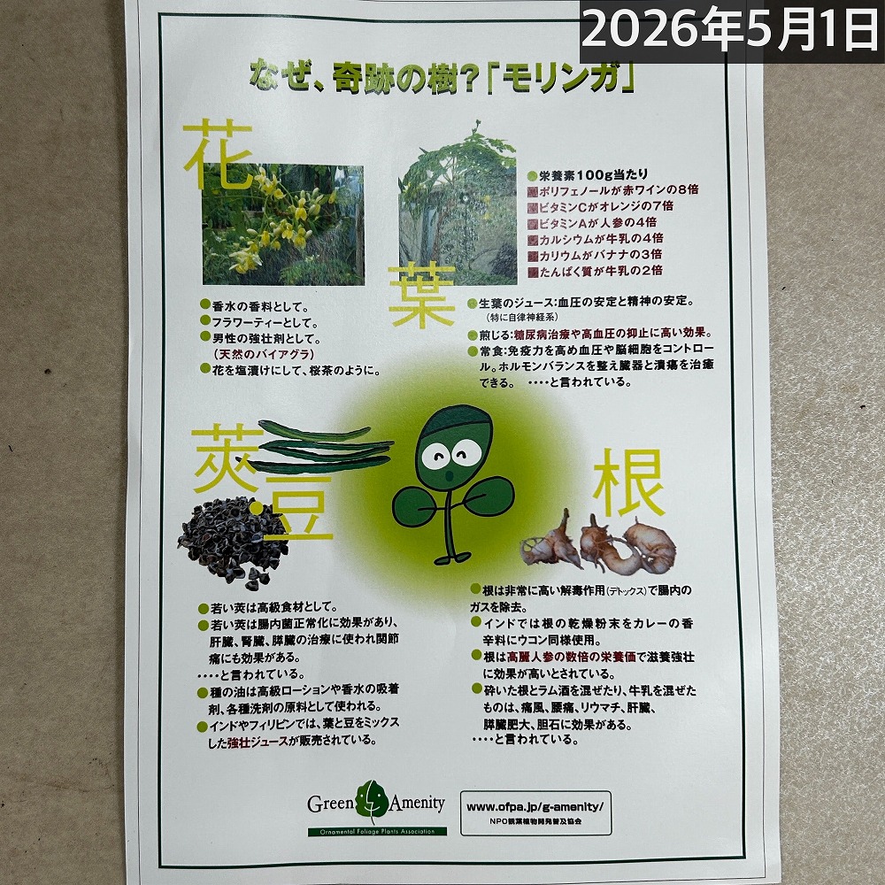 #003 モリンガ　苗　豪華セット　入手困難　コンパクト仕立て 003 モリンガ 苗 豪華セット 入手困難 コンパクト仕立て モリンガ 2