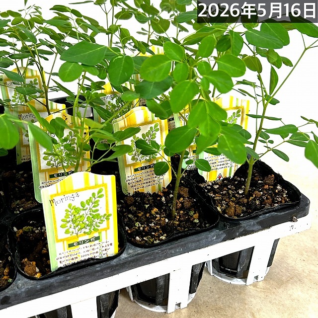 モリンガ苗 3号ポット(個体おまかせ1鉢)｜芳樹園オンラインショップ