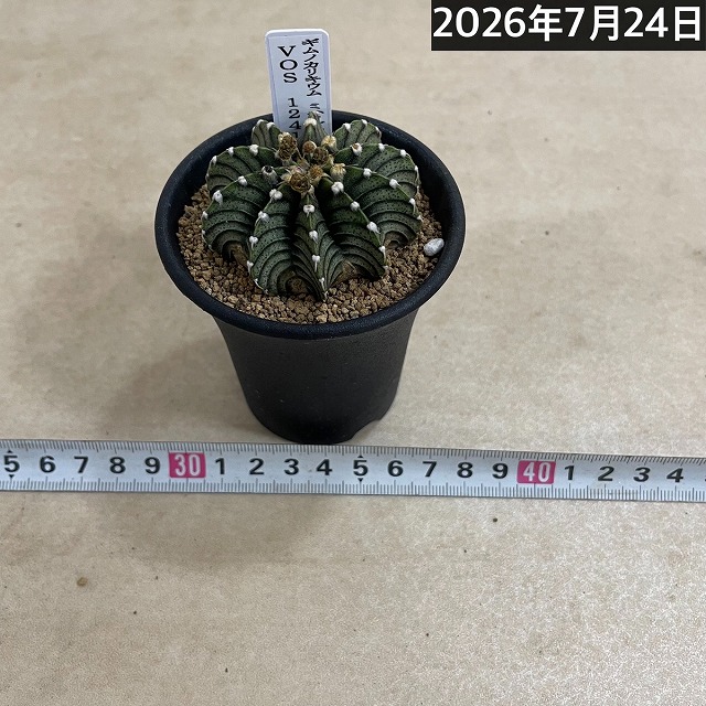 個体B】ギムノカリキウム ミハノビッチ VOS 1241 2.5号(現品)｜芳樹園