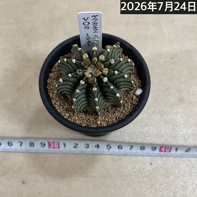 個体B】ギムノカリキウム ミハノビッチ VOS 1241 2.5号(現品)｜芳樹園