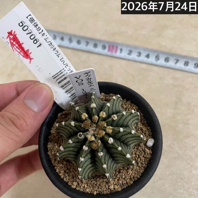 個体B】ギムノカリキウム ミハノビッチ VOS 1241 2.5号(現品)｜芳樹園