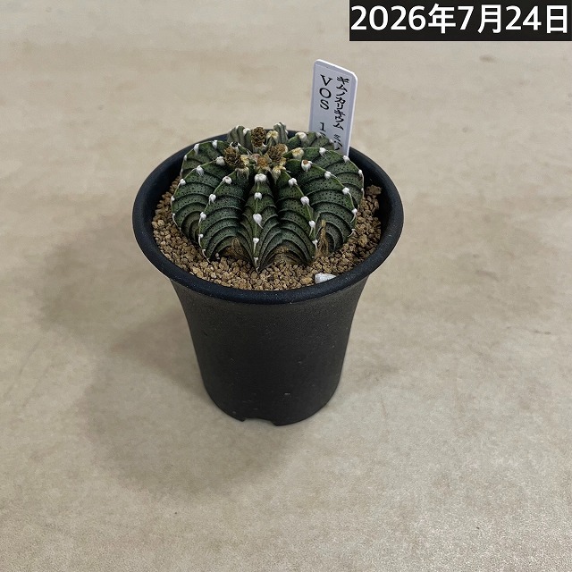 個体B】ギムノカリキウム ミハノビッチ VOS 1241 2.5号(現品)｜芳樹園