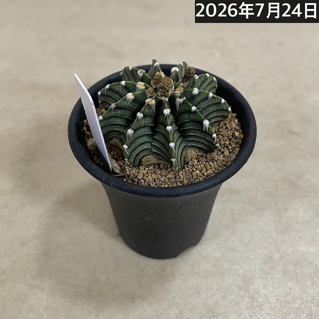 個体B】ギムノカリキウム ミハノビッチ VOS 1241 2.5号(現品)｜芳樹園