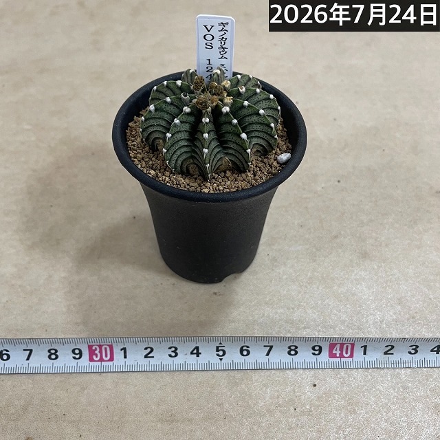 個体B】ギムノカリキウム ミハノビッチ VOS 1241 2.5号(現品)｜芳樹園