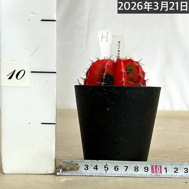 ギムノカリキウム ミハノビッチ(緋牡丹錦) 3.5号個体H(現品)｜芳樹園