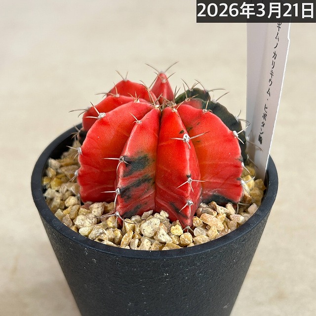 ギムノカリキウム ミハノビッチ(緋牡丹錦) 3.5号個体H(現品)｜芳樹園