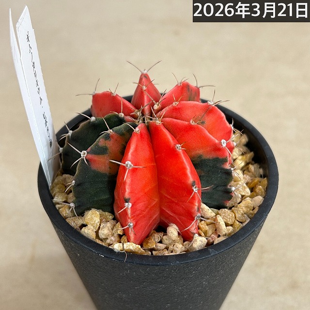 ギムノカリキウム ミハノビッチ(緋牡丹錦) 3.5号個体H(現品)｜芳樹園
